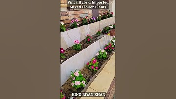 Thumbnail of #shorts #viral #youtubeshorts | Vinca , Sadabahar , Periwinkle Hybrid Multi Flowers Plants