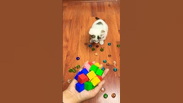 OMG! 😱 Colorful Beads & Nuts Flying BACKWARDS! 🌈✨ Insane Reverse ASMR!!! #shorts #cat #reverse