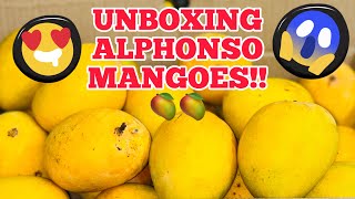 Foreigners UNBOXING India’s Yellow Gold KING Of MANGOES! #travelvlog #foreigner #alphonsomango #gold