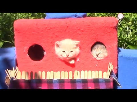 Cute kitten playing in the castle #shorts