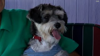 Abused dog gets a second chance and wins!