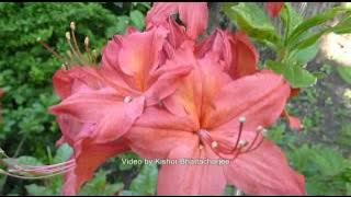 Kaj Ki Amar Giye Kashi..Shyama Sangeet.