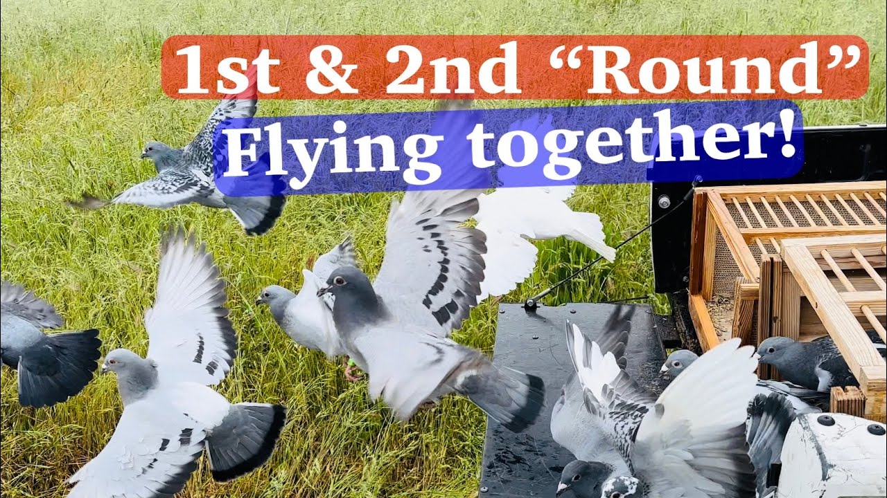 2023 YB Racing Pigeon Team: Highlights from this week’s training sessions