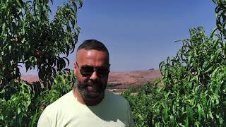 Oud El Banat  Omar Kanmal Rmx By Dj Fox