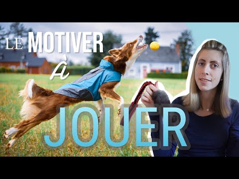 Vidéo: Comment motiver votre chien