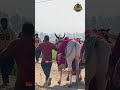 Top ox race punjab