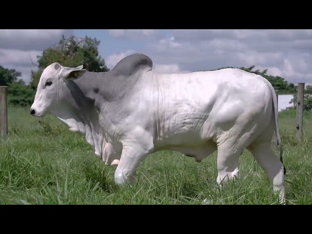 Lote 08   Leilão Virtual Super Nelore   7ª Edição   Touros