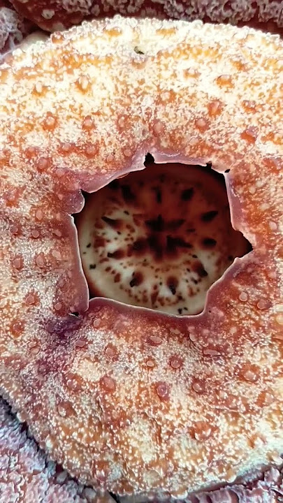 penemuan bunga rafflesia terbesar di dunia