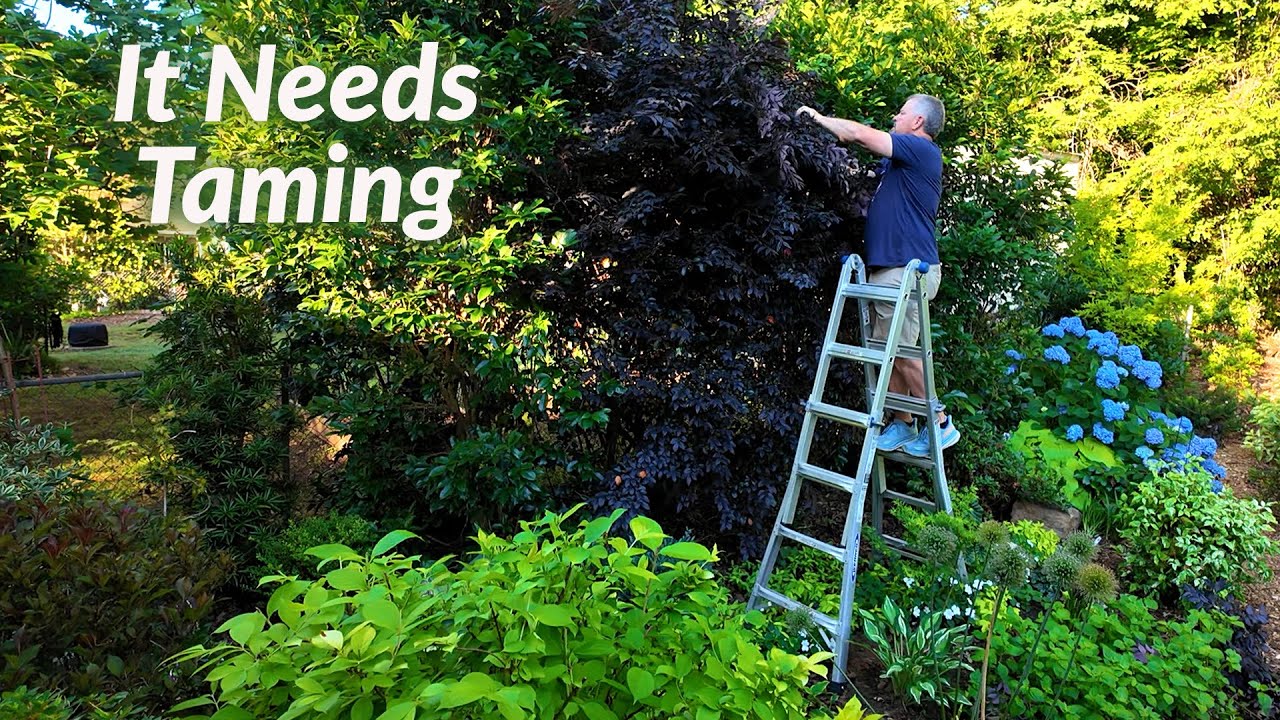 Pruning Time in the Garden