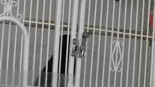 Smart Grackle Unlocks his Cage