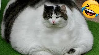 The ULTIMATE Cat and Dog Videos! | FUNNIEST Pets