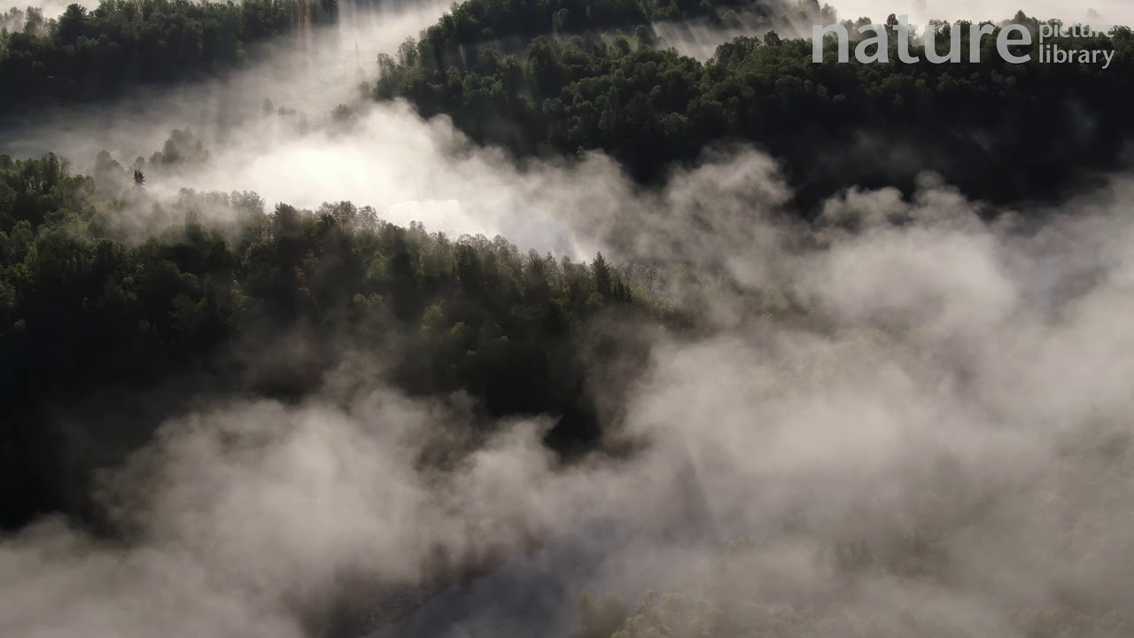 Aerial shot of morning fog rising over the mountain forest, Golsfjellet, Buskerud, Norway