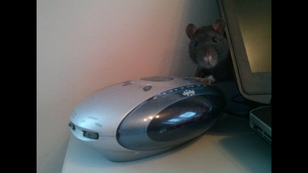 Lible & Genka seiklused