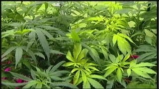 New study points to marijuana's effects on the adolescent brain