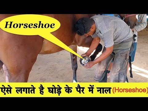 वीडियो: घोड़े की नाल कैसे बनाते हैं