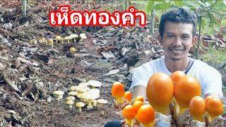 เห็ดระโงกปลูกง่าย แค่มียางนา ตรงไหนก็เกิด มี1ต้นก็ปลูกได้