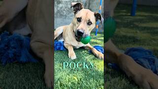 Rocky - Seattle Animal Shelter.
