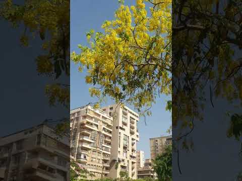 نبات 2 كاسيا فيستولا شجرة الذهب