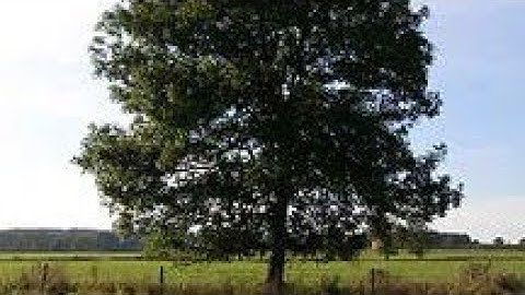 Tree the poem by Shirley Bauer.