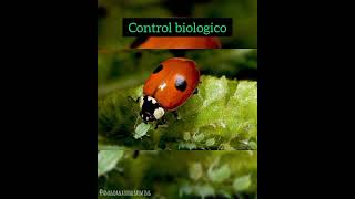 Pulgon verde Mizus Persicae Habitantes del suelo Cap 1