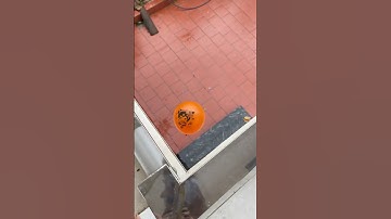 🩵🟢🍊Will a water balloon explode if it rolls down from a tall building?💥🎈#balloons #shortvideo