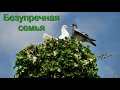 "Безупречная семья". А. Круговых. МСЦ ЕХБ,