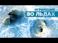 Где-то на белом свете: белые медведи играют во льдах Чукотского моря