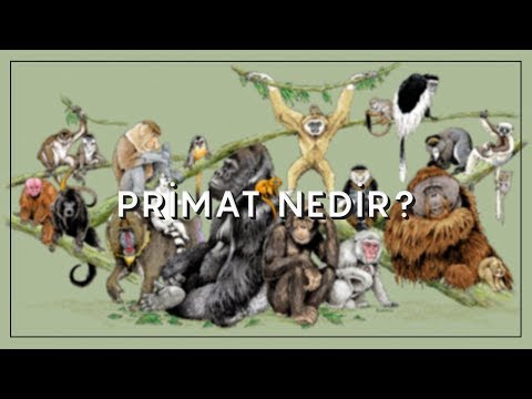 Video: Primat antropolojisi nedir?