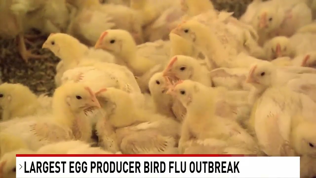 Largest egg producer impacted by virus outbreak