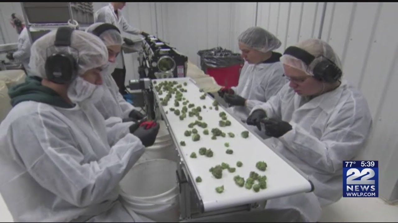 Massachusetts regulators approve licenses for two marijuana testing