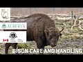 Bison Care and Handling