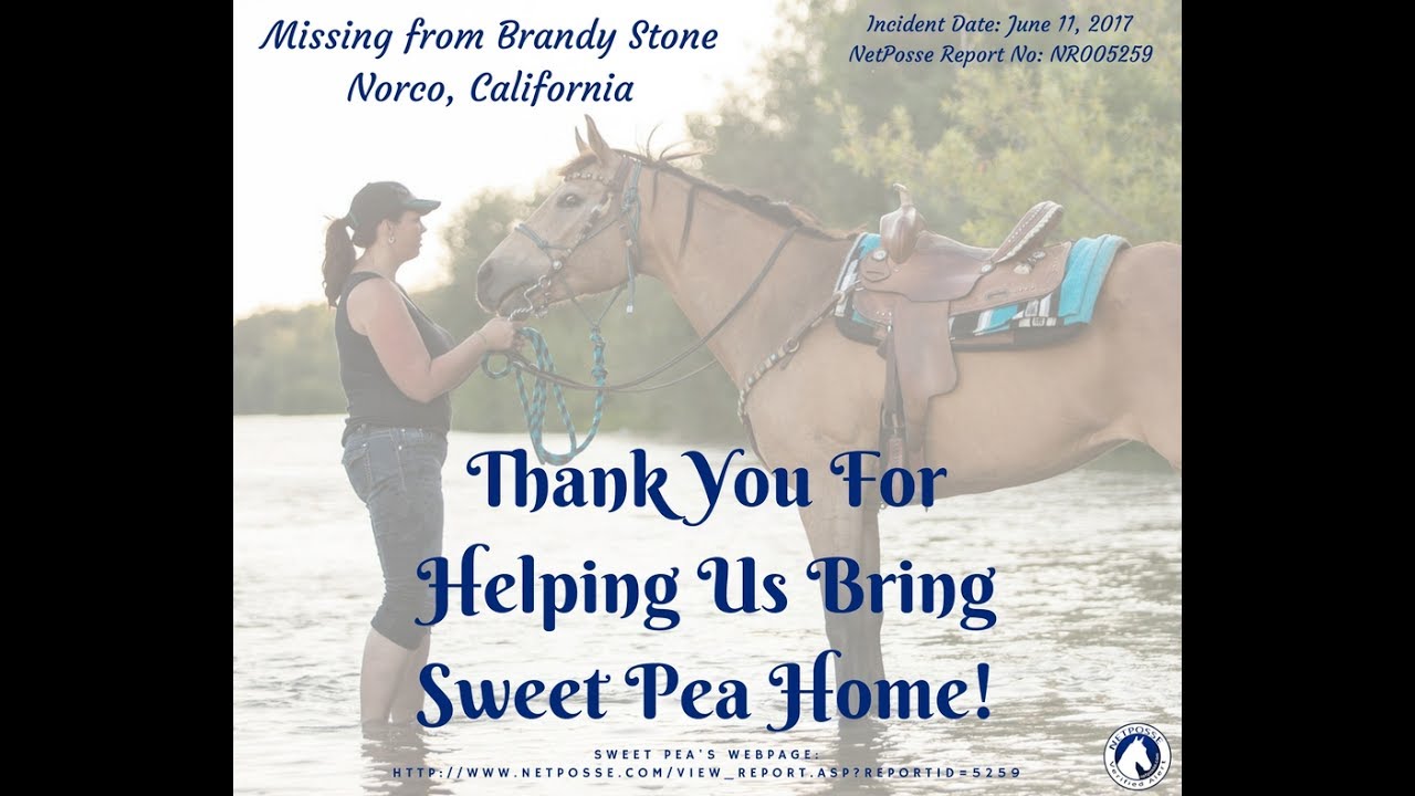 Stolen Horse International - Lost Horse Sweet Pea NR005259 Recovered