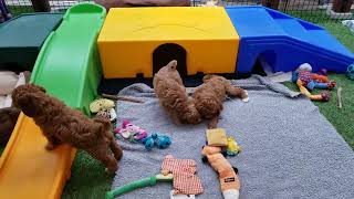 Playtime on the entire playground ~ Penny's  and 5 of Adelaide's pups. 7 and 8 weeks old