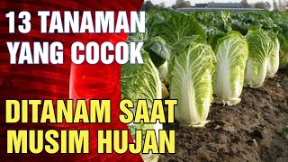 13 Types of Vegetable Plants That Are Suitable & Good to Plant During the Rainy Season That Are P...