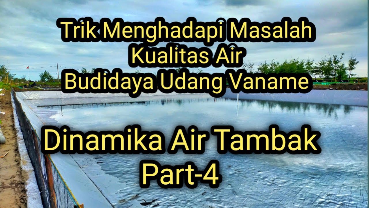 Pengelolaan Kualitas Air Budidaya Udang Vaname | PAKAR UDANG VANAME