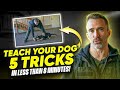 Learn to Teach Your Dog 5 Command in Less Than 8 Minutes!