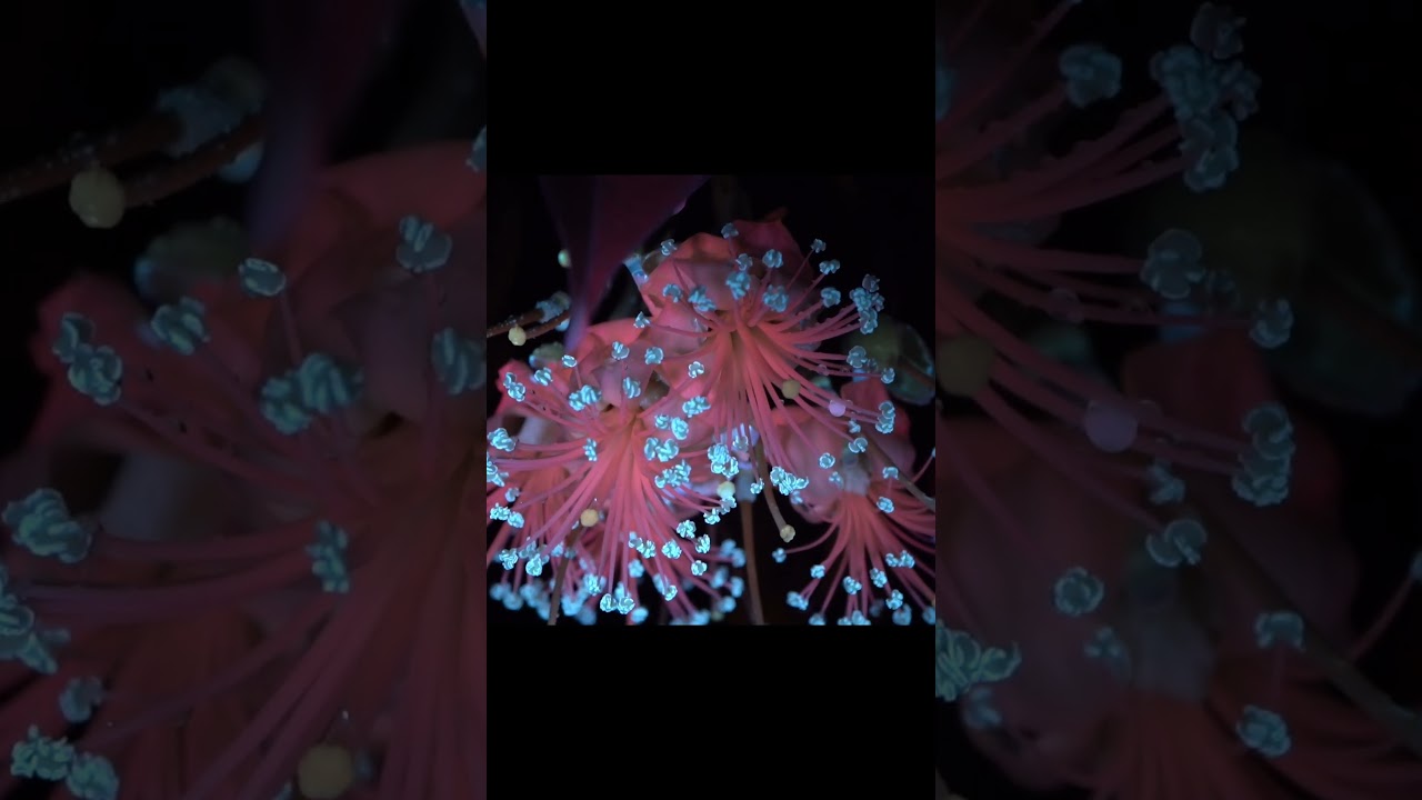 Biofluorescent Durian Flowers