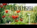 ТОНКАЯ РЯБИНА / Разбор на гармони