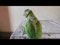 Indian ring neck talking - Parrot talk everything - Super Cute Parrot Sounds