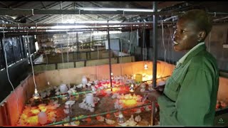 Organic Chicken Farming in Africa