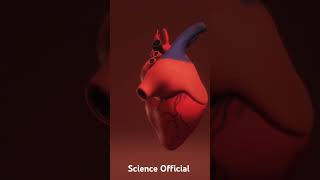 See the wonder of your beating Heart 3D Animation #heartbeat #doctor #nursing #surgun #health #heart