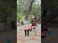 Singing bird 🐦 🐦 flute song 🐦🐦#ytshorts #dance #trending