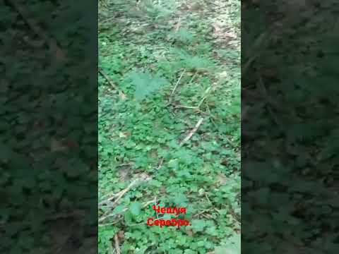 Чешуя. Серебро.