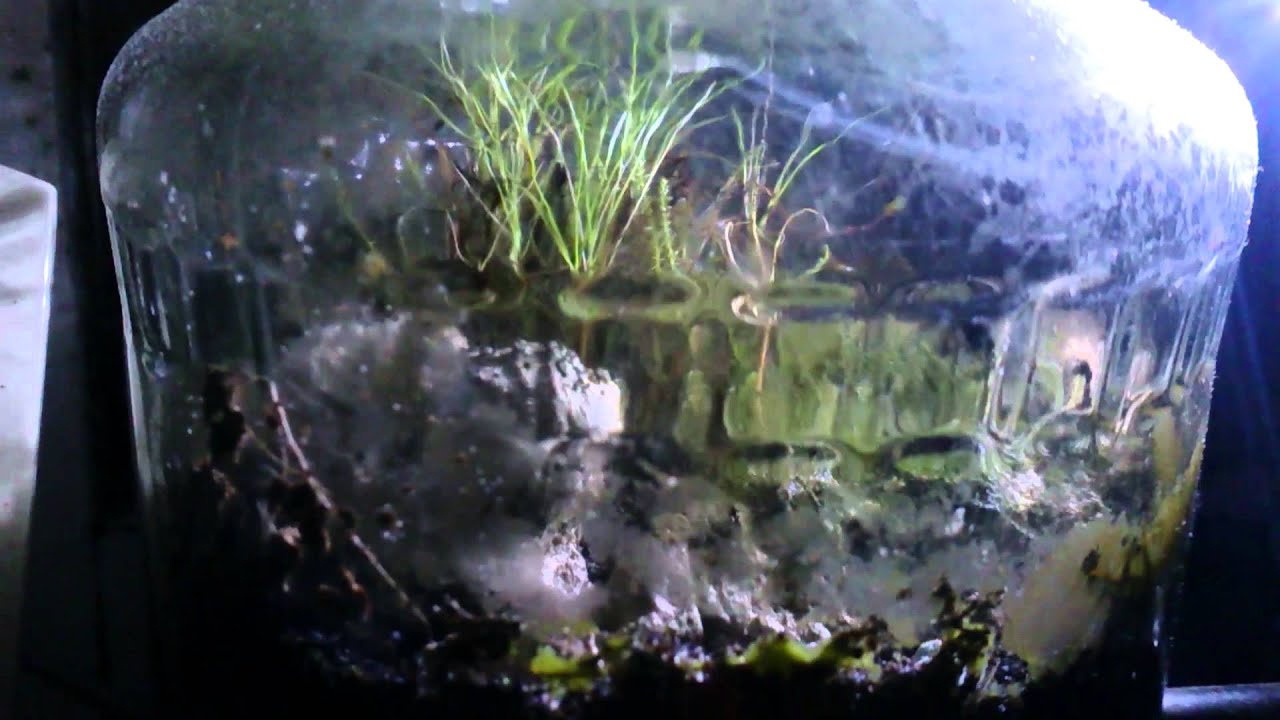 Self contained, Selfsustained Ecosystem. 16 months later... - YouTube