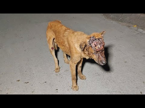 Video: Woher kommen Hakenwürmer bei Hunden?