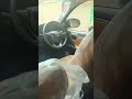 Fortuner New Classy Interior 🎉| #viral #ytshorts #automobile #fortuner #premiumcars #car #offroad