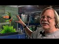 Breeding thousands of odessa barbs  greg sage