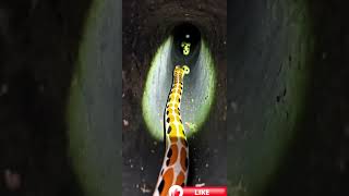 Tiny Camera on a Baby Corn Snake — Deep Underground Nest Discovery