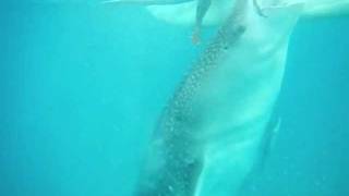 Whaleshark eating breakfast - dutchpickle travel blog