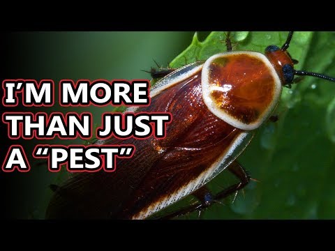 Video: Sea cockroach: habitat, structure, interesting facts